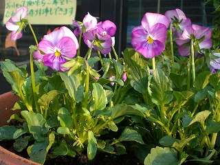 CIMG0902.jpg